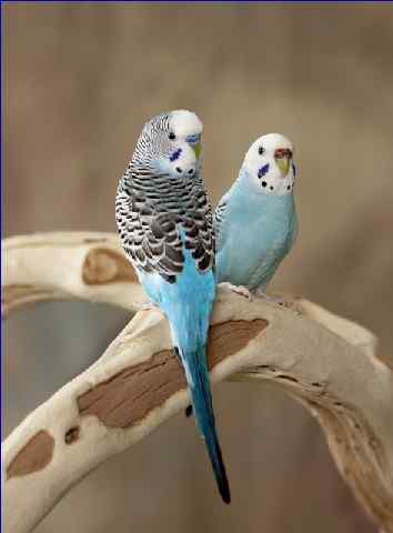 鹦鹉_虎皮鹦鹉喜欢吃菜