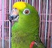 亚马逊鹦鹉吃虫子