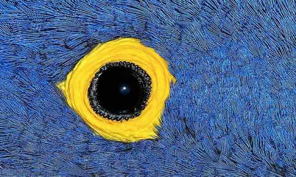 紫蓝金刚鹦鹉和红脸地犀鸟的眼睛