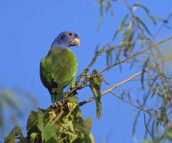 鹦鹉大全——蓝头鹦鹉 Blue-headed Pionus