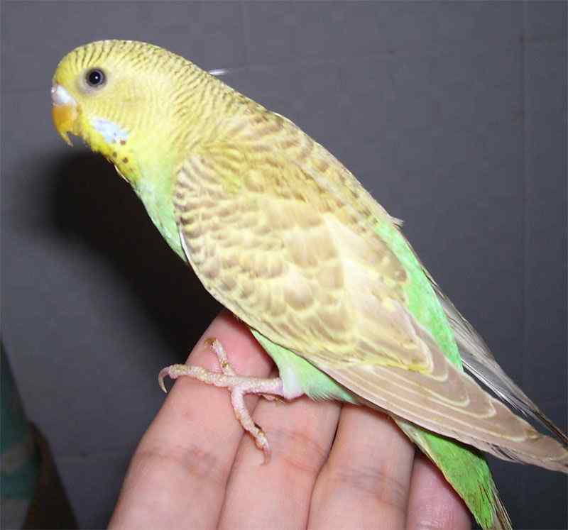 养虎皮鹦鹉之粮食  鸡蛋米的制作方法