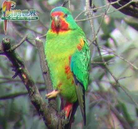 鹦鹉繁殖——将鸟蛋放入孵化室