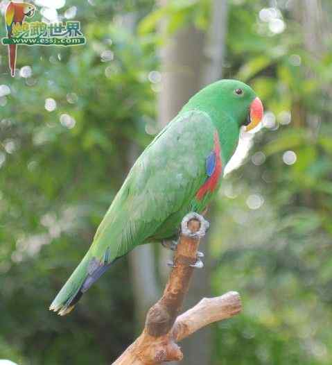 鹦鹉繁殖——保持温度和湿度