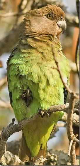 鹦鹉大全——棕头鹦鹉 Brown-headed Parrot