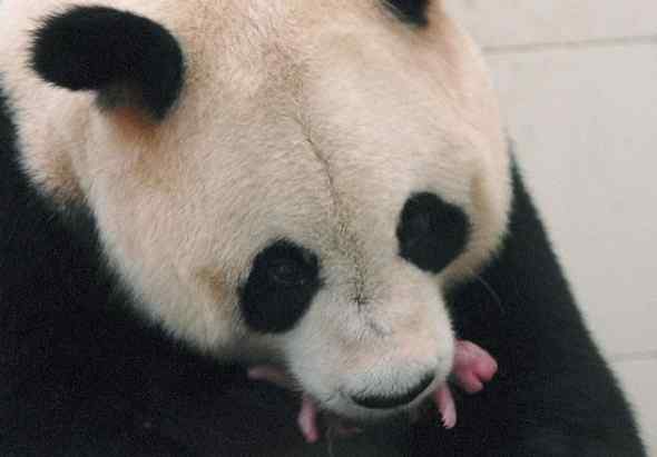 大熊猫用舌头给刚出生的宝宝洗澡