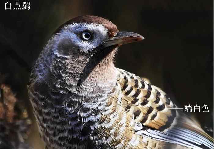 白点鹛和斑背躁鹛的区别