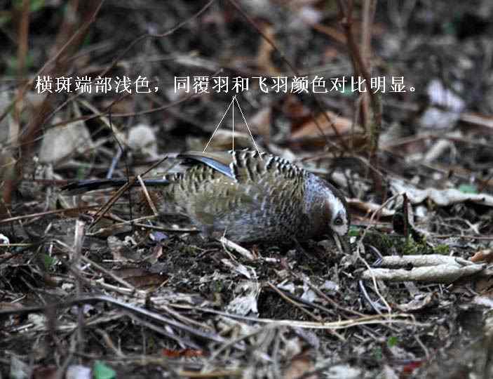 白点鹛和斑背躁鹛的区别