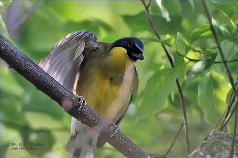 消失百年的黄喉噪鹛(靛冠噪鹛)