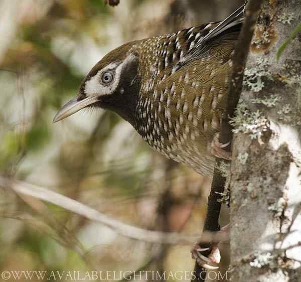白点鹛和斑背躁鹛的区别