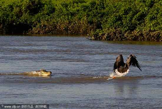 大杯具：老鹰捕鱼 鳄鱼在后