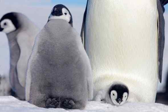 南极帝企鹅的生存状况(组图)