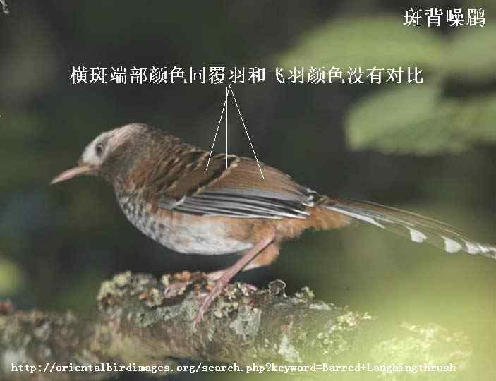 白点鹛和斑背躁鹛的区别