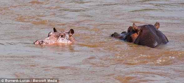 白变病(Leucistic)——粉红色的河马！