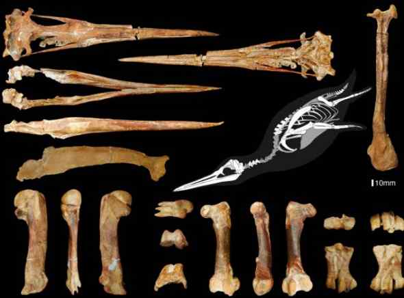 秘鲁发现3600万年前史前巨型企鹅化石(图)