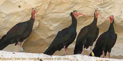 观察到两种极危鸟种的新分布