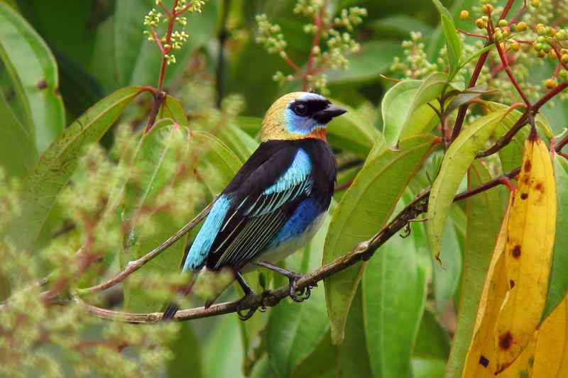 随鸟走天涯——哥斯达黎加生态之旅