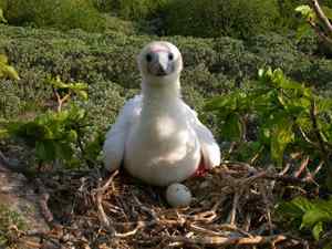 中国的热带海鸟——红脚鲣鸟 中国的热带海鸟——红脚鲣鸟