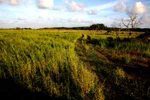 中国的热带海鸟——红脚鲣鸟 中国的热带海鸟——红脚鲣鸟