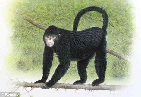 鼻孔朝天的缅甸猴子——塌鼻猴