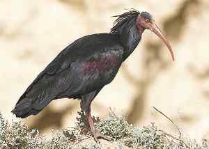 法老之鸟——隐鹮(欧洲秃鹃) 飞机开路学习迁徙