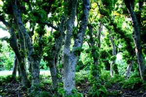 中国的热带海鸟——红脚鲣鸟 中国的热带海鸟——红脚鲣鸟