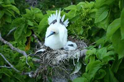 红脚鲣鸟的筑巢和繁殖 红脚鲣鸟的筑巢和繁殖