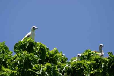 红脚鲣鸟的筑巢和繁殖 红脚鲣鸟的筑巢和繁殖