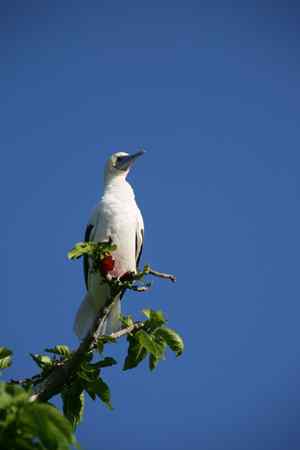 红脚鲣鸟的筑巢和繁殖 红脚鲣鸟的筑巢和繁殖
