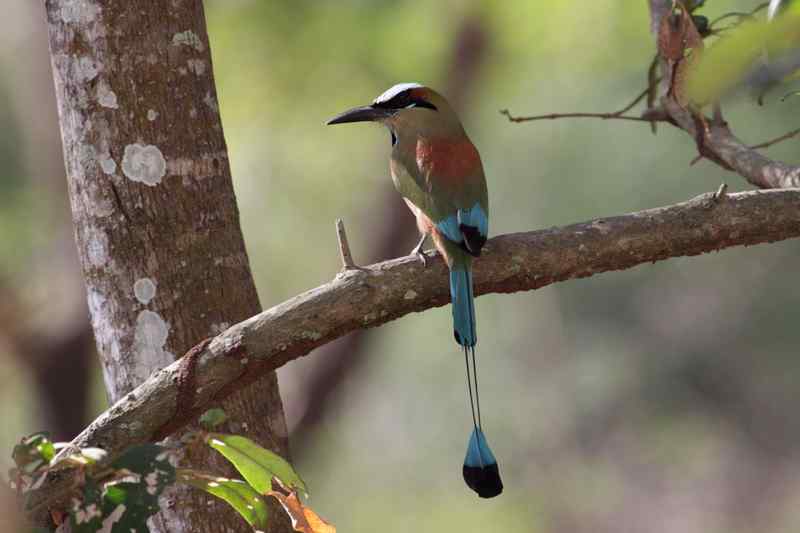 随鸟走天涯——哥斯达黎加生态之旅