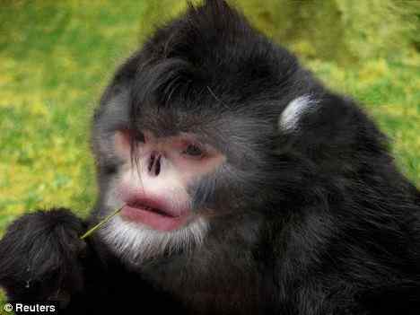 鼻孔朝天的缅甸猴子——塌鼻猴