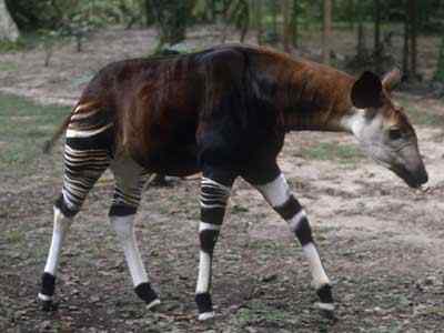 这些动物的生命力比人类想象的要顽强，仍未灭绝