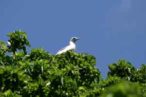 中国的热带海鸟——红脚鲣鸟 中国的热带海鸟——红脚鲣鸟