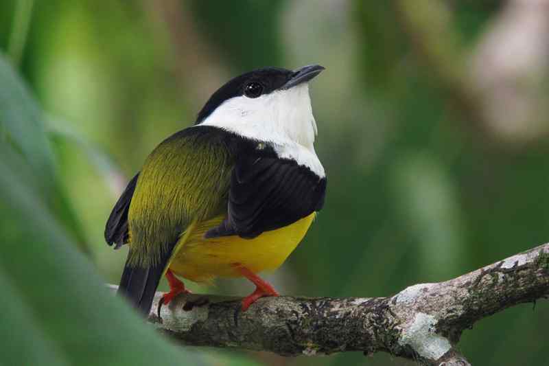 随鸟走天涯——哥斯达黎加生态之旅