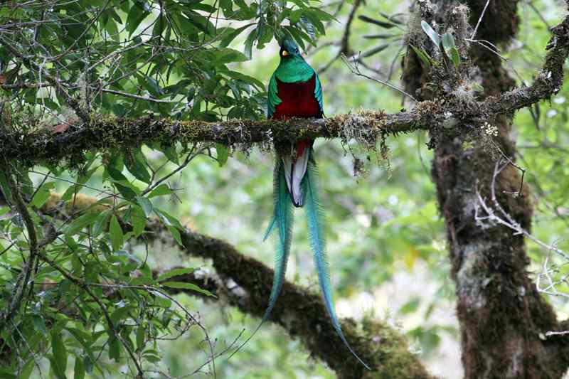随鸟走天涯——哥斯达黎加生态之旅