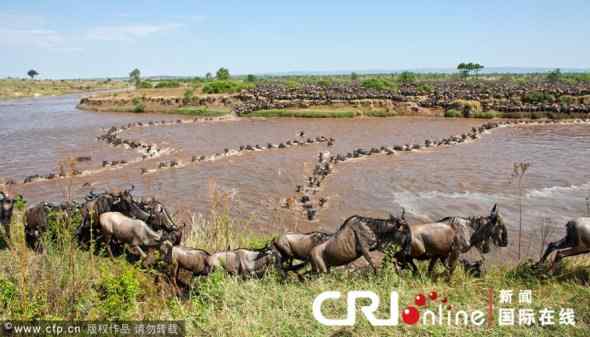 非洲动物——百万牛羚大迁徙