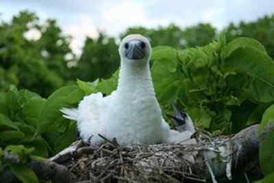 红脚鲣鸟的筑巢和繁殖