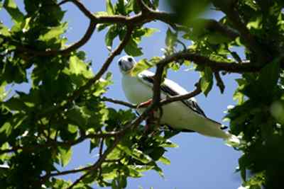 红脚鲣鸟的筑巢和繁殖 红脚鲣鸟的筑巢和繁殖
