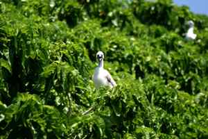 中国的热带海鸟——红脚鲣鸟 中国的热带海鸟——红脚鲣鸟