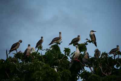 红脚鲣鸟的筑巢和繁殖 红脚鲣鸟的筑巢和繁殖