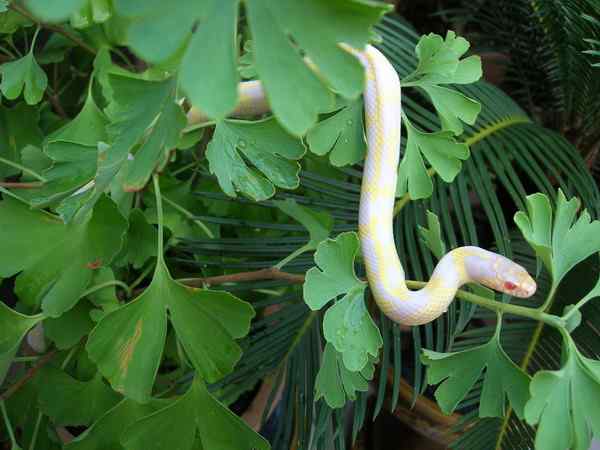 白变病(Leucistic)——粉红色的河马！