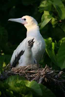 红脚鲣鸟的筑巢和繁殖 红脚鲣鸟的筑巢和繁殖