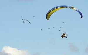 法老之鸟——隐鹮(欧洲秃鹃) 飞机开路学习迁徙