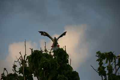 红脚鲣鸟的筑巢和繁殖 红脚鲣鸟的筑巢和繁殖