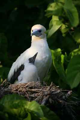 红脚鲣鸟的筑巢和繁殖 红脚鲣鸟的筑巢和繁殖
