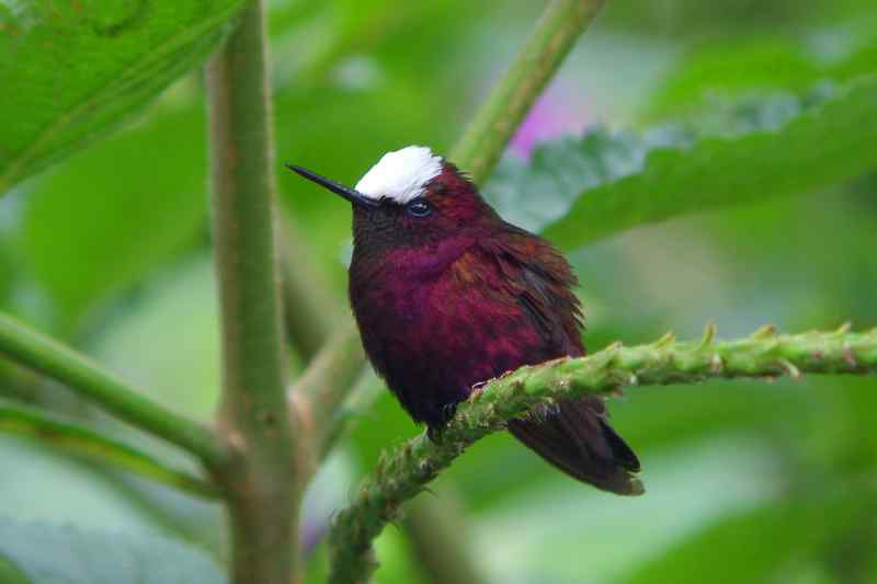 随鸟走天涯——哥斯达黎加生态之旅