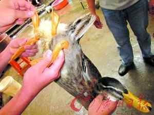 惊世骇俗的鸭子：2个屁股4条腿