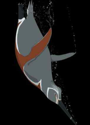 秘鲁发现3600万年前史前巨型企鹅化石(图)