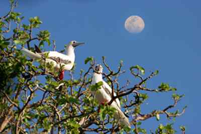 红脚鲣鸟的筑巢和繁殖