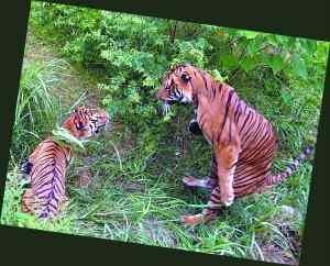 我国华南虎数量——正好100只！