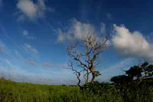 中国的热带海鸟——红脚鲣鸟 中国的热带海鸟——红脚鲣鸟